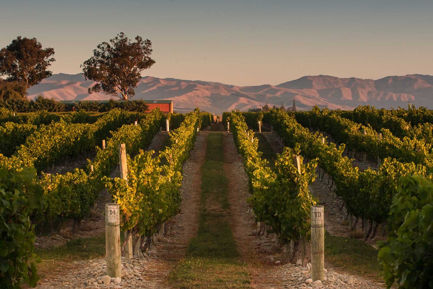 Photo of Marlborough vineyard